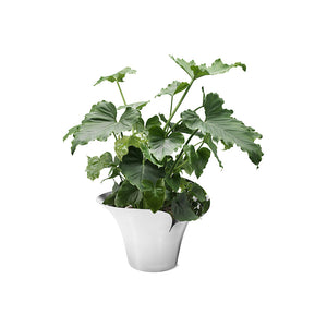 Georg Jensen Bloom Botanica Flower Pot, Large-Goviers