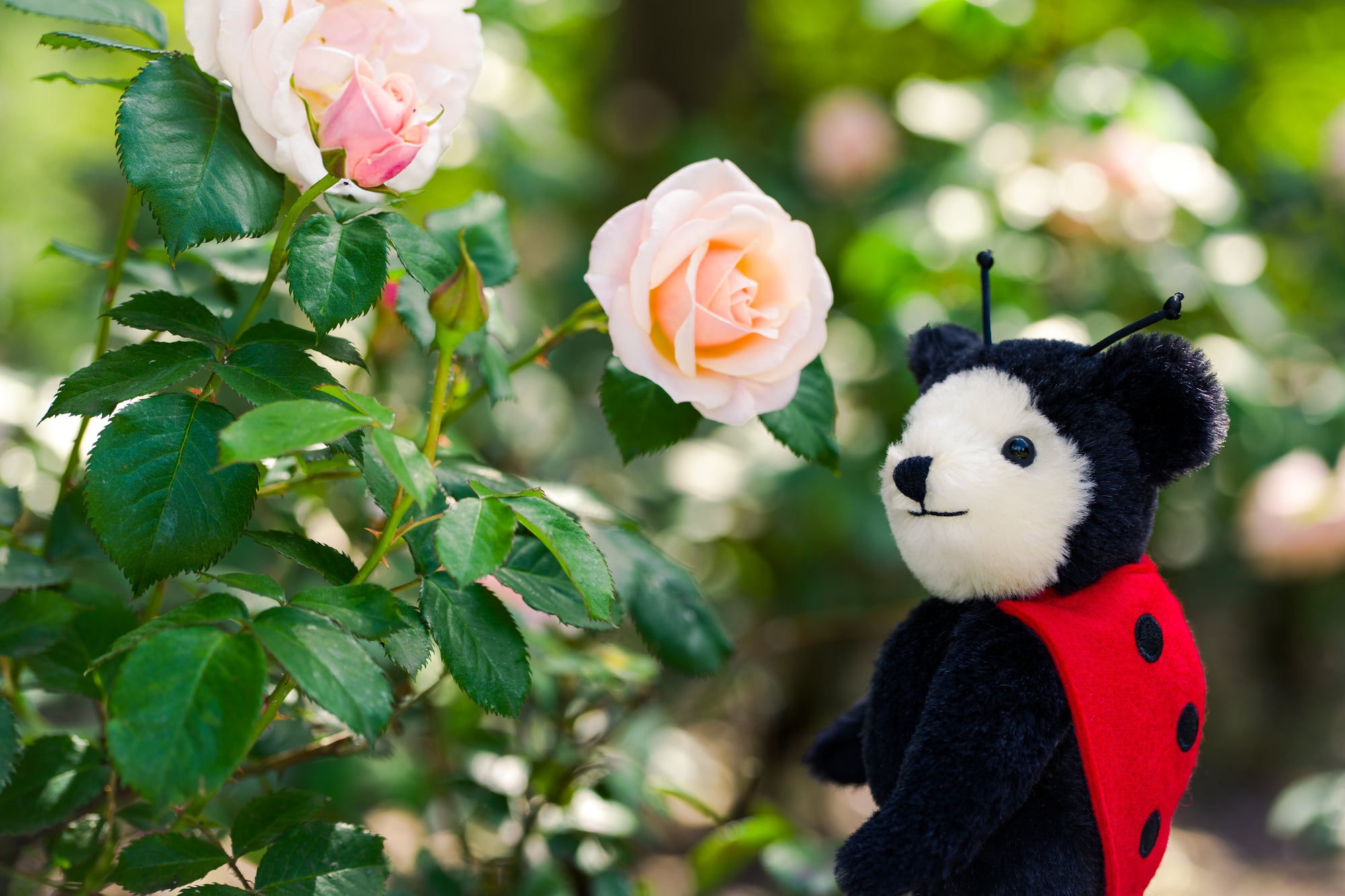 Merrythought Little Ladybird-Goviers