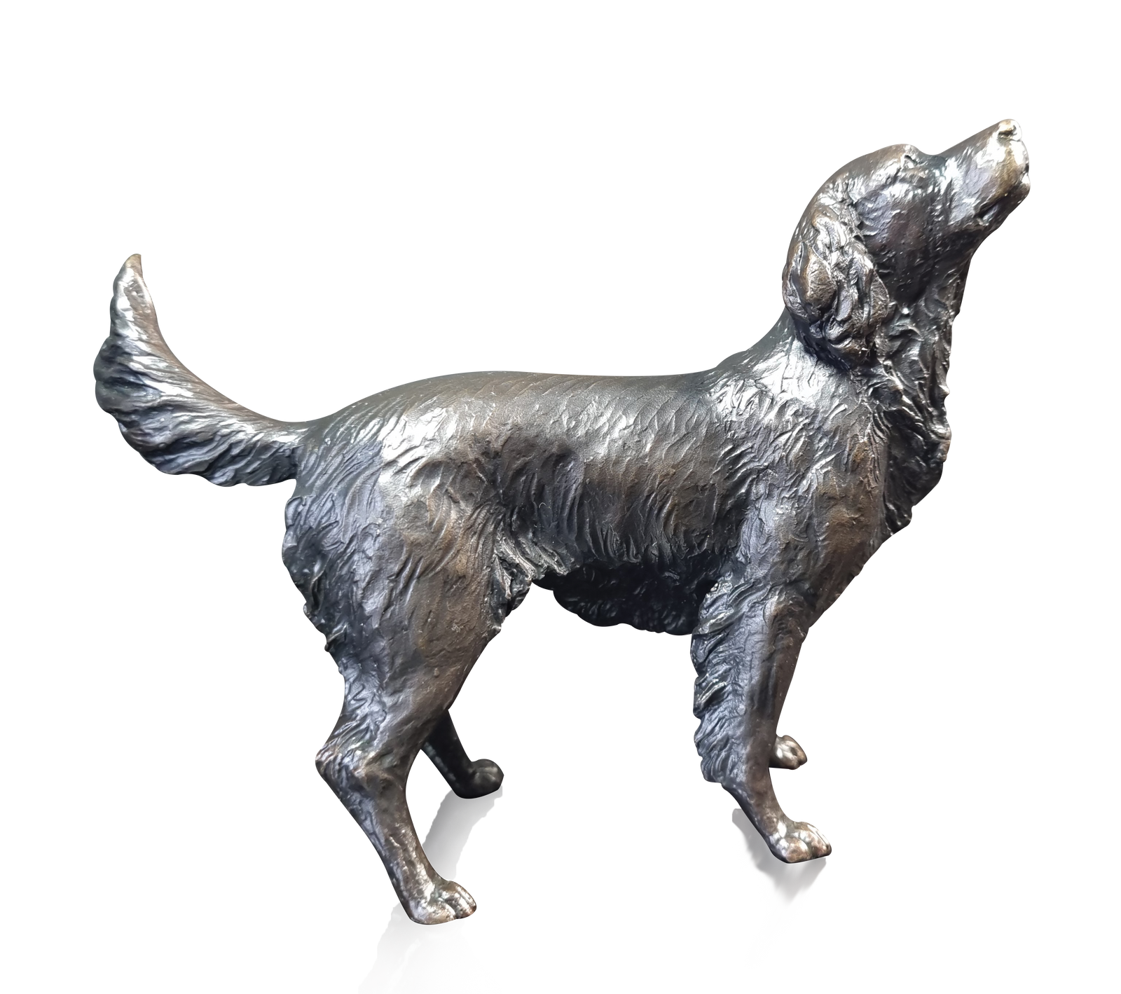 Richard Cooper Medium Springer Spaniel-Goviers