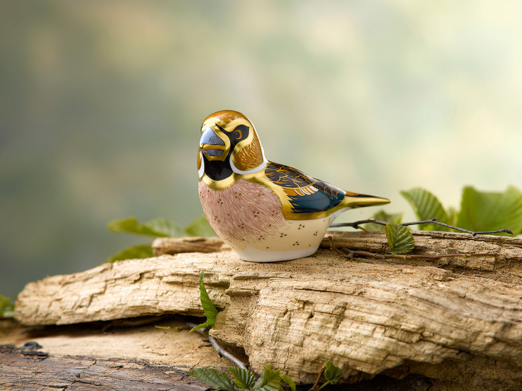 Royal Crown Derby Hawfinch PreLoved-Paperweights-Goviers