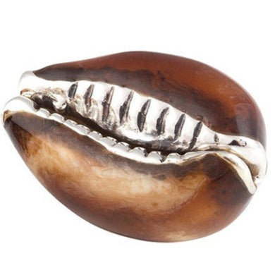 Saturno Cowrie Shell plain-Collectables-Goviers