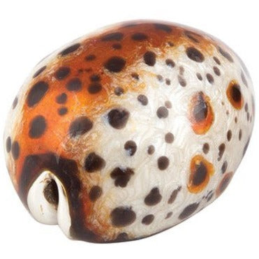 Saturno Cowrie Shell spotted-Collectables-Goviers